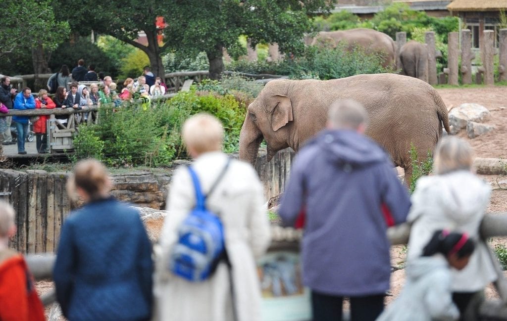 ChesterZoo-Visitors-looking-at-Asian-elephants