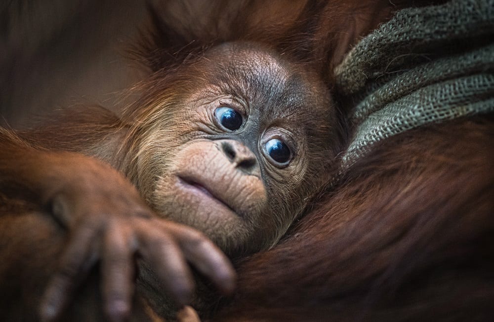 Chester-zoo-home to a record 35 THOUSAND animals_baby Sumatran orangutan