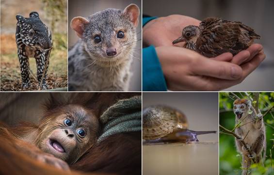 Chester zoo home to record number of 35 thousand animals