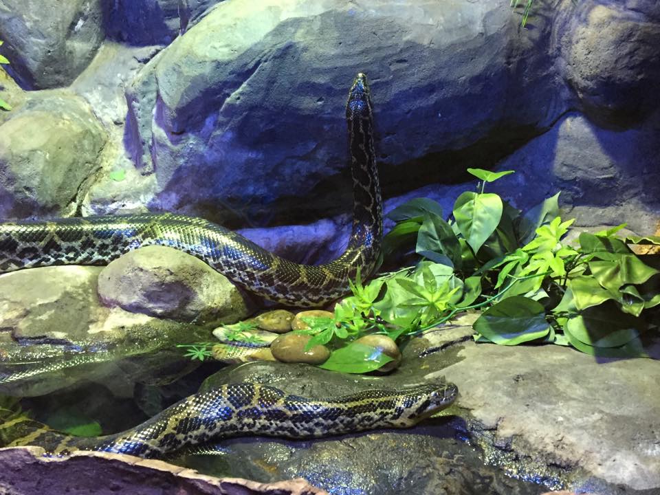 Blue Planet Aquarium Chester Sea Snakes
