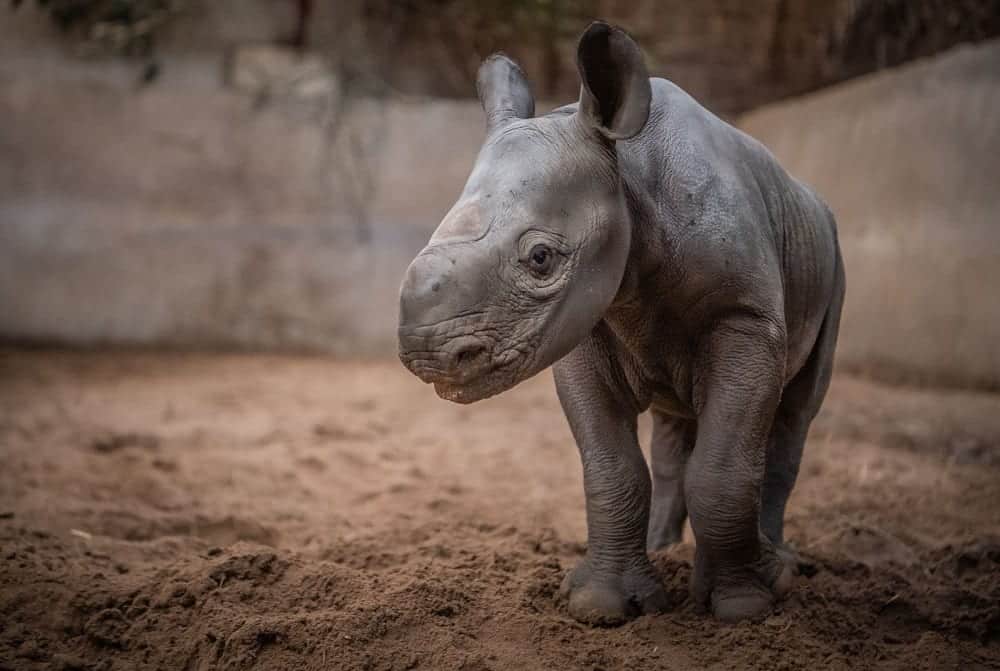 Chester Zoo Joy As Rare Baby Rhino Born At Chester Zoo In Lockdown