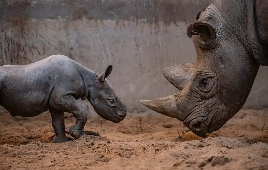 Chester Zoo Joy As Rare Baby Rhino Born At Chester Zoo