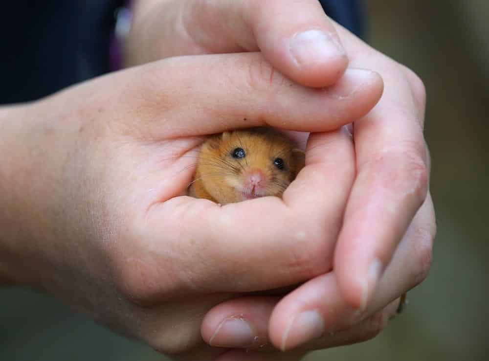 Chester Zoo Chester Zoo's Conservation Efforts Include Work To Protect Threatened Dormice In The Uk