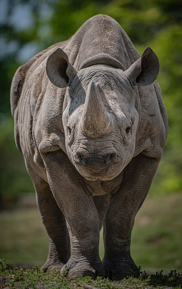 Chester Zoo Chester Zoo's Work With Critically Endangered Eastern Black Rhinos Is Contributing To The Long Term Protection Of The Species