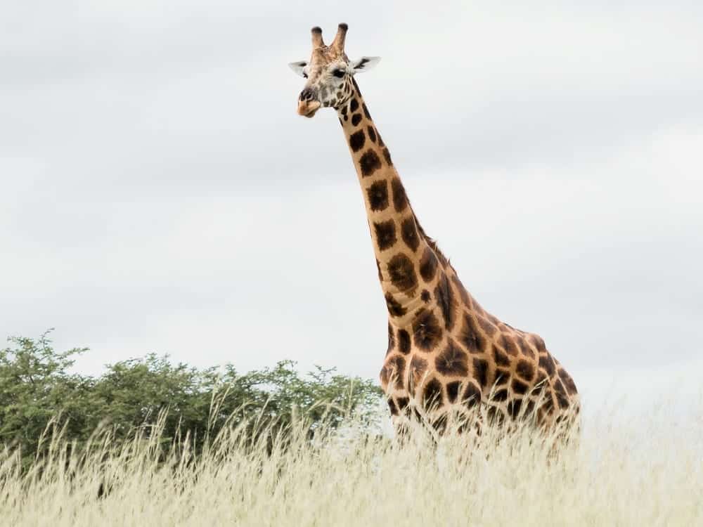 Chester Zoo Rothschild's Giraffe In Uganda A Species That Chester Zoo And Its Partners Are Fighting To Protect