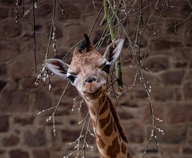 Rare Baby Giraffe Born At Chester Zoo (57)
