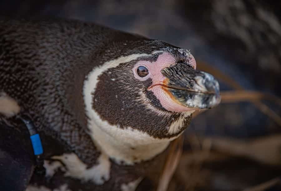 vets perform sight saving surgery on penguin at chester zoo 16