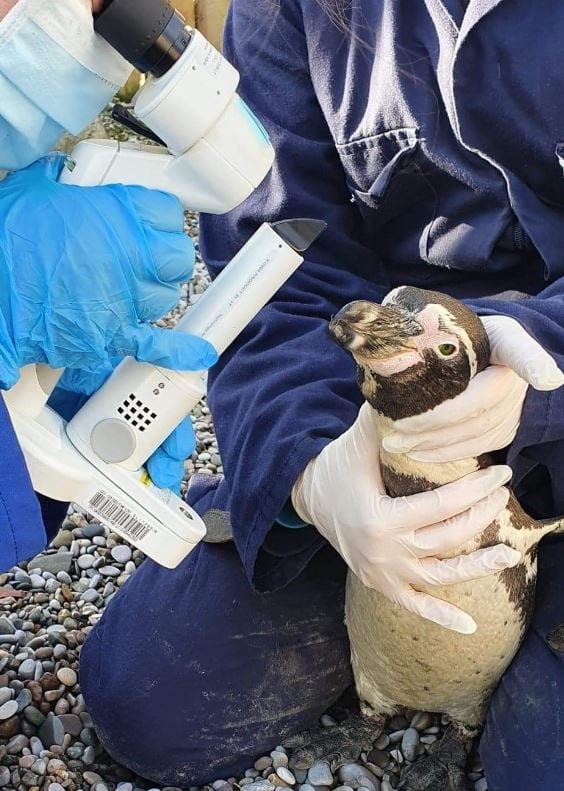 vets perform sight saving surgery on penguin at chester zoo 6