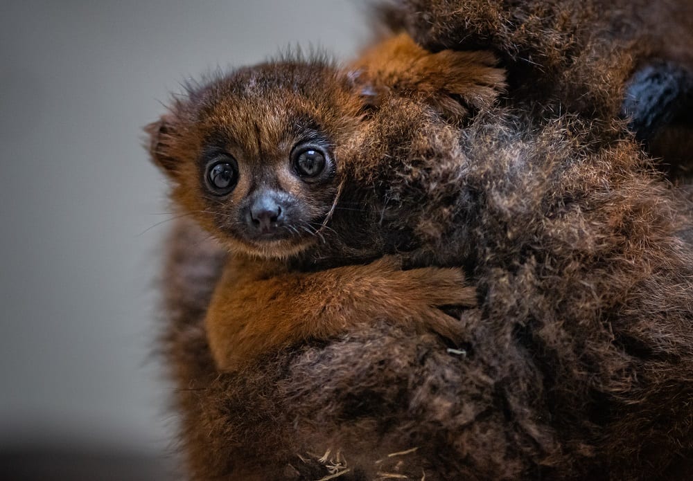 chester zoo celebrates birth of first red bellied lemur (8)