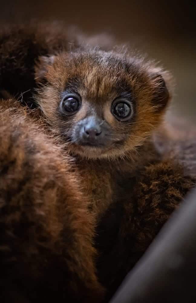 chester zoo celebrates birth of first red bellied lemur