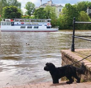chesterboat city cruises river dee dog friendly