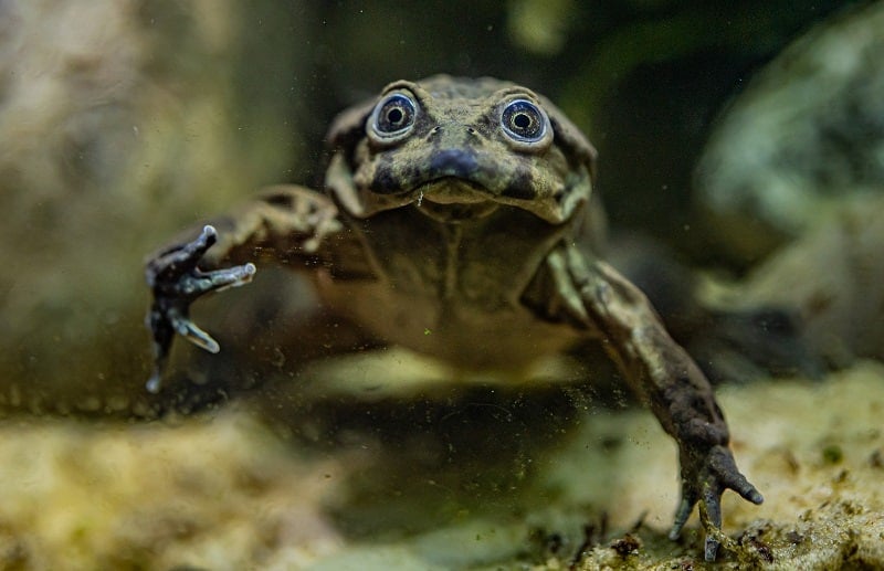 chester zoo rare ‘scrotum’ frogs on the edge of extinction go on display at chester zoo