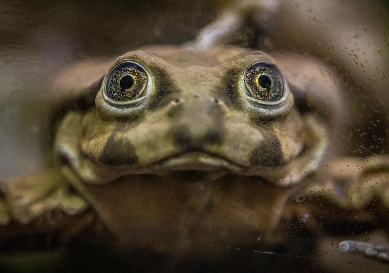 chester zoo rare ‘scrotum’ frogs on the edge of extinction go on display at chester zoo