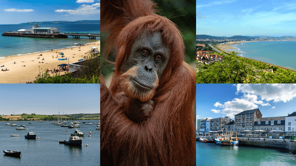 chester zoo more uk counties, cities, towns and villages join chester zoo’s ‘sustainable palm oil communities to save orangutan homes
