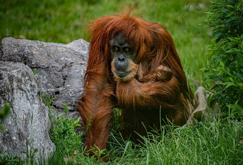 more uk counties, cities, towns and villages join chester zoo’s ‘sustainable palm oil communities to save orangutan homes