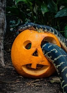 chester zoo a boelen's python slithers through a carved pumpkin at chester zoo (2)