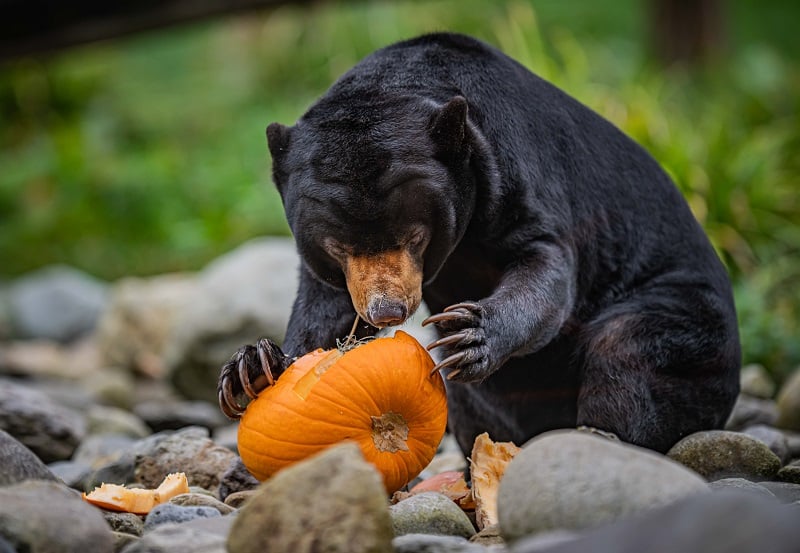 chester zoo sun bear milli tucks into a tasty fruit filled pumpkin at chester zoo (2)