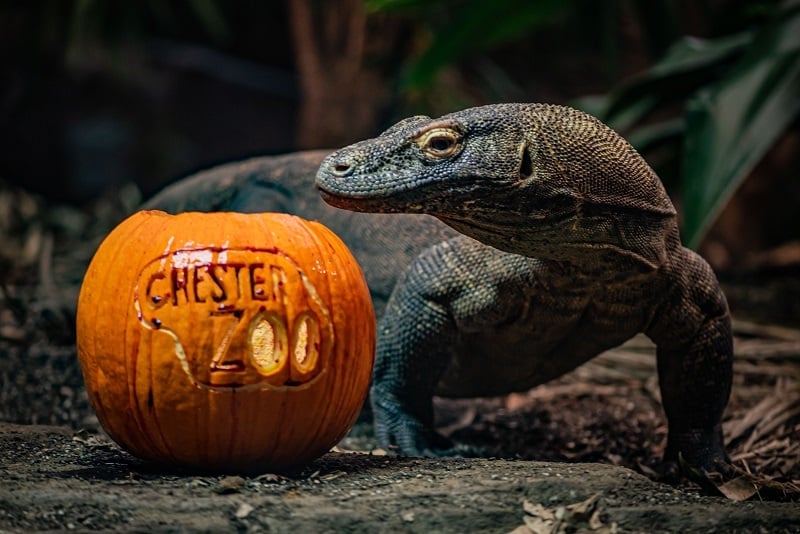 chester zoo the komodo dragon, the world's largest lizard, is tempted into the halloween spirit by a pumpkin drenched in fish blood at chester zoo (3)