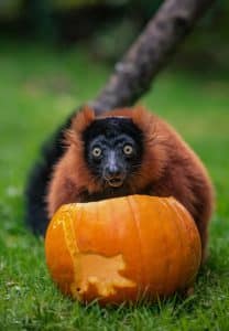 chester zoo highly endangered red ruffed lemurs dig in to their halloween snacks at chester zoo (2)