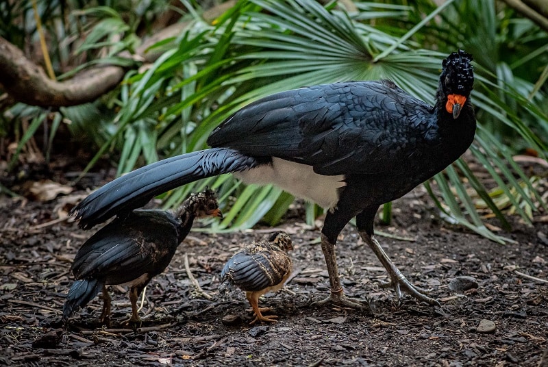 chester zoo bird conservationists at chester zoo successfully bre ed rare ?plum sized? red b illed curassow chicks 4