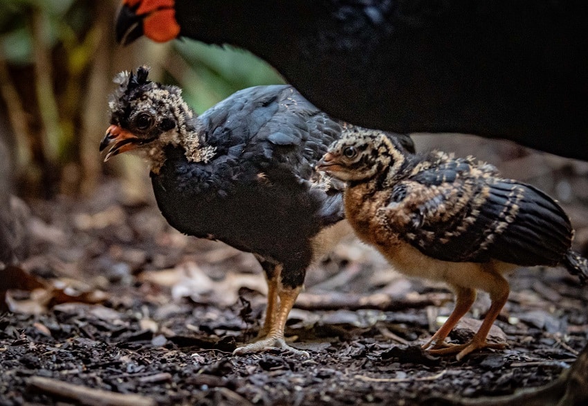 chester zoo bird conservationists at chester zoo successfully bre ed rare ?plum sized? red bi lled curassow chicks 14