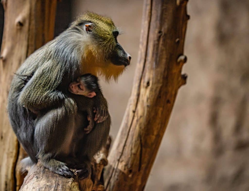 chester zoo adorable baby mandrills have been born at chester zoo after a ten year wait 10 scaled