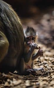 chester zoo adorable baby mandrills have been born at chester zoo after a ten year wait 18 scaled