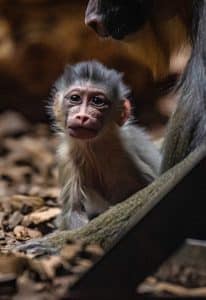 chester zoo adorable baby mandrills have been born at chester zoo after a ten year wait 2 scaled