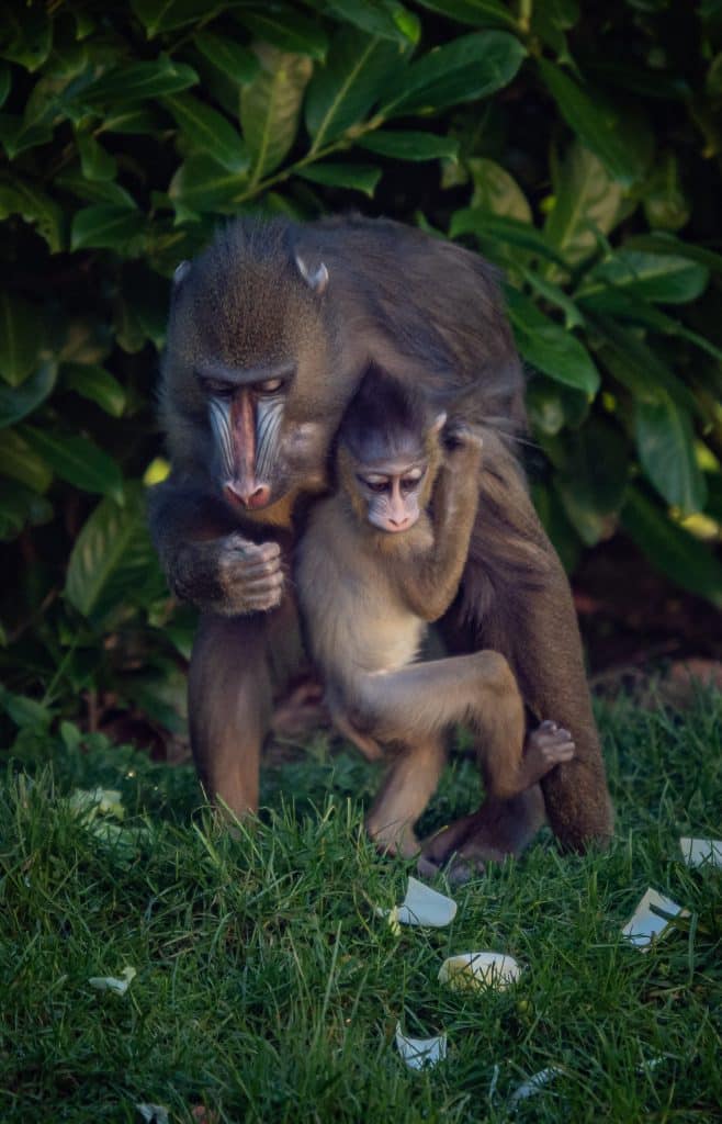 chester zoo adorable baby mandrills have been born at chester zoo after a ten year wait 27 scaled