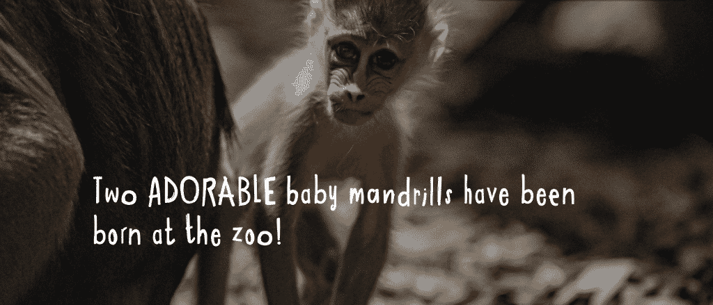 chester zoo two baby mandrills born