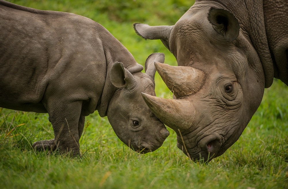 chester zoo helped return five eastern black rhinos, bred as part of european breeding programmes, to an area they were previously extinct in rwanda (1)