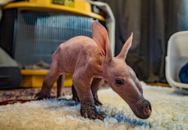 chester zoo aardvark calf dobby is being hand reared by experts at chester zoo