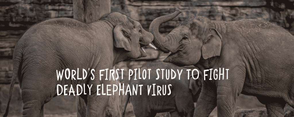 chester zoo elephant vaccine study