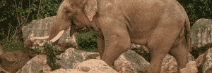 chester zoo elephants