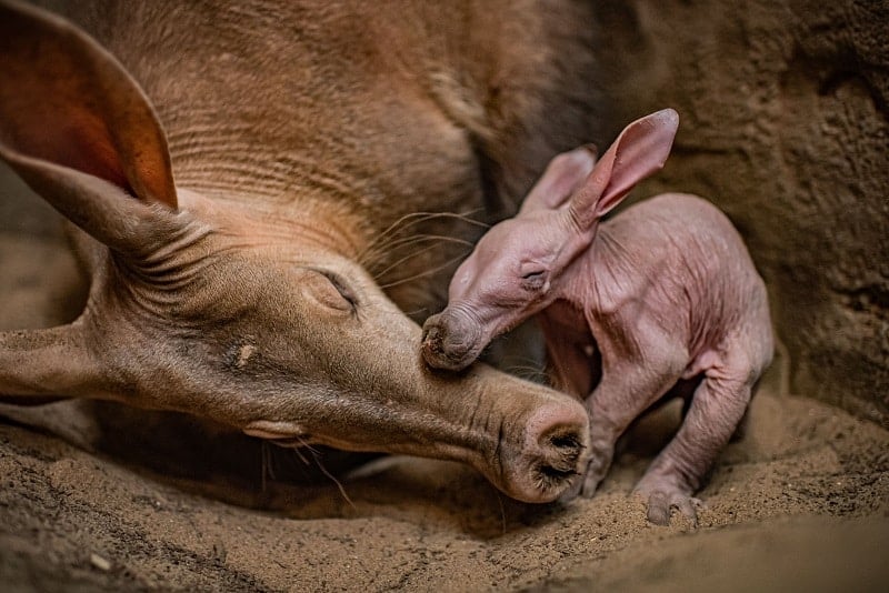 chester zoo the first aardvark to ever be born at chester zoo, nicknamed dobby, snuggles up to new mum oni
