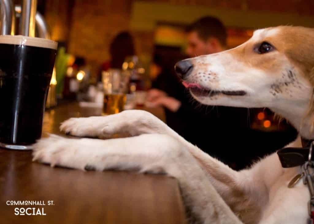commonhall street social dog friendly bars chester 