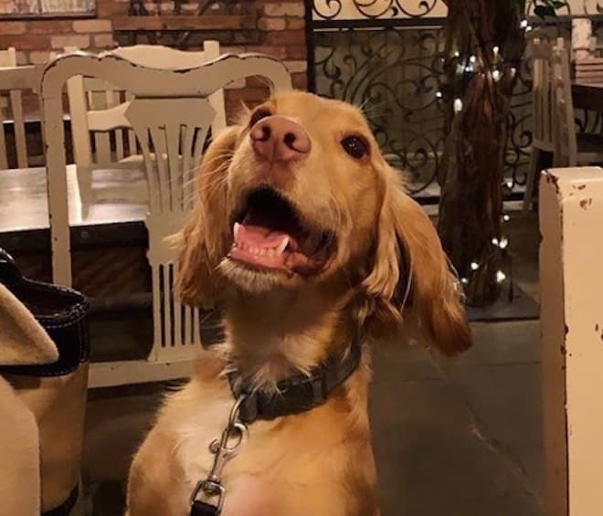 the botanist chester dog friendly restaurants bars chester