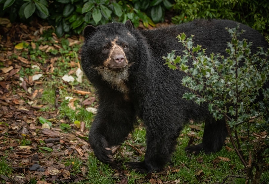 chester zoo andean bear chester zoo host virtual zoo day to celebrate british science week 1