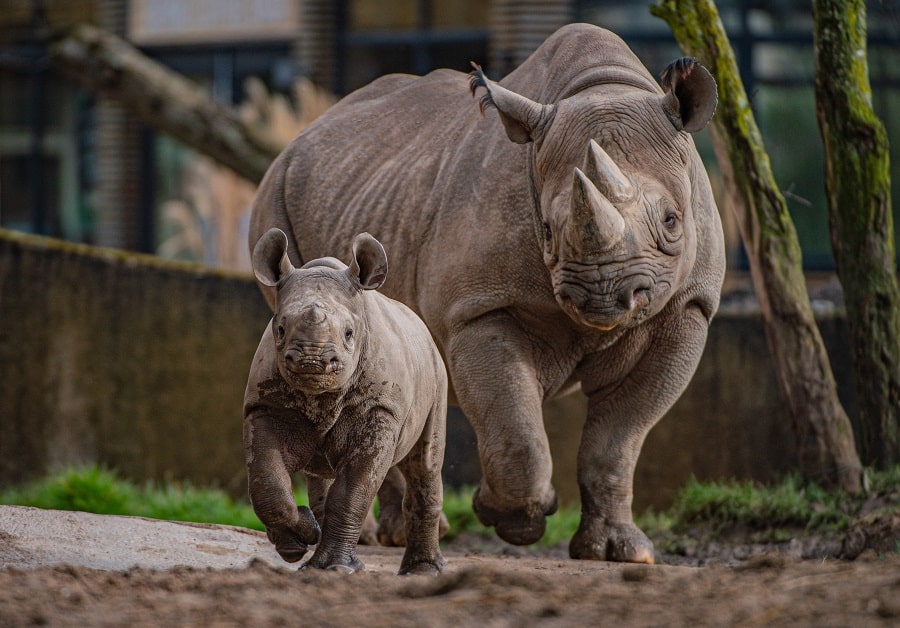 chester zoo eastern black rhino calf kasulu with ema elsa chester zoo host virtual zoo day to celebrate british science week