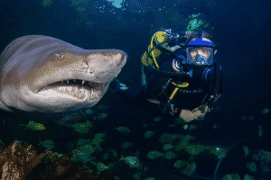 swimming with sharks blue planet aquarium
