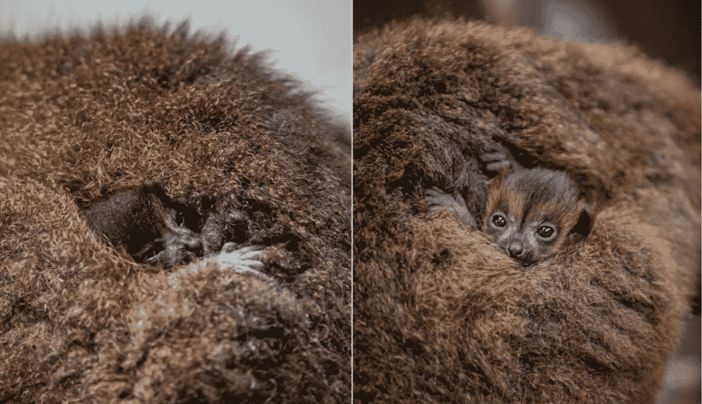 chester zoo announces birth of twin red bellied lemurs