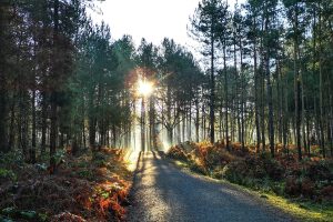 tracs delamere forest outdoor adventure