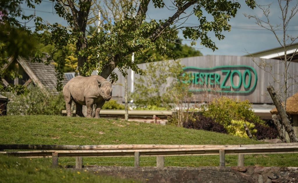 chester zoo eastern black rhino