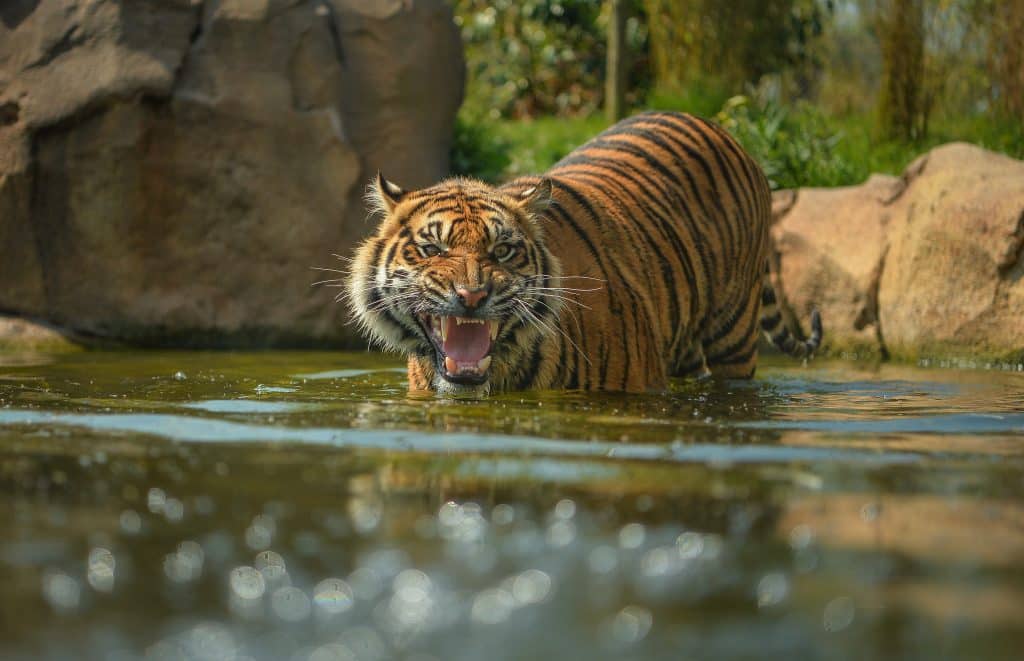 chester zoo sumatran tiger